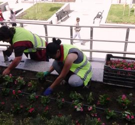 Започна лятното зацветяване в Панагюрище
