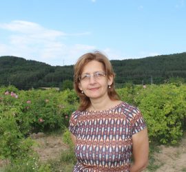 Дестилерия за етерични масла „Ина“ ще демонстрира производствения си процес по време на розобера