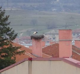 Завърна се и щъркелът, обитаващ гнездото на СУ „Нешо Бончев”