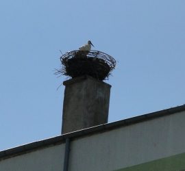 Пристигна щъркелът, обитаващ гнездото на ОУ”Проф. Марин Дринов”