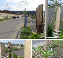 На кого попречиха… дръвчетата?